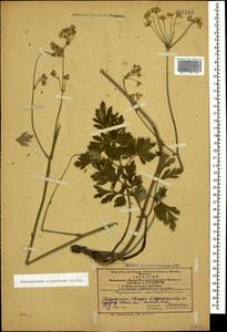 Physospermum cornubiense (L.) DC., Caucasus, Azerbaijan (K6) (Azerbaijan)