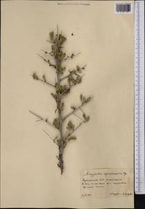 Prunus spinosissima (Bunge) Franch., Middle Asia, Karakum (M6) (Turkmenistan)