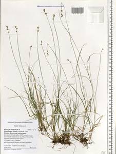 Carex loliacea L., Eastern Europe, Northern region (E1) (Russia)