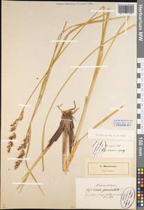 Carex paniculata L., Eastern Europe, North-Western region (E2) (Russia)