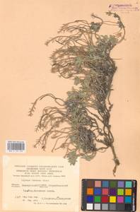 Alyssum lenense Adams, Eastern Europe, Eastern region (E10) (Russia)