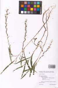Lactuca saligna L., Eastern Europe, Central forest-and-steppe region (E6) (Russia)