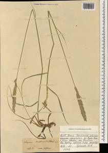 Leymus secalinus (Georgi) Tzvelev, Mongolia (MONG) (Mongolia)