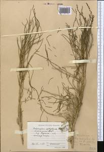 Haloxylon ammodendron (C. A. Mey.) Bunge ex Fenzl, Middle Asia, Caspian Ustyurt & Northern Aralia (M8) (Kazakhstan)