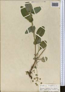 Bupleurum aureum Fisch., Middle Asia, Northern & Central Tian Shan (M4) (Kyrgyzstan)