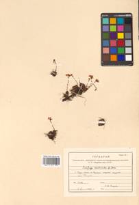 Saxifraga cherlerioides D. Don, Siberia, Russian Far East (S6) (Russia)