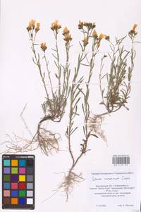 Linum ucranicum (Griseb. ex Planch.) Czern., Eastern Europe, Central forest-and-steppe region (E6) (Russia)