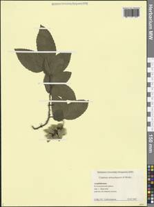 Carpinus × schuschaensis H.J.P.Winkl., Caucasus, Azerbaijan (K6) (Azerbaijan)