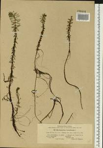 Myriophyllum verticillatum L., Eastern Europe, North-Western region (E2) (Russia)