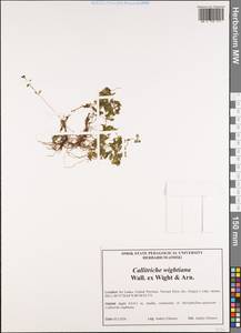 Callitriche stagnalis Scop., South Asia, South Asia (Asia outside ex-Soviet states and Mongolia) (ASIA) (Sri Lanka)