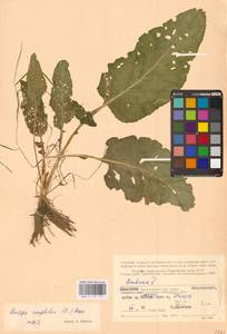 Rorippa amphibia (L.) Besser, Eastern Europe, Northern region (E1) (Russia)