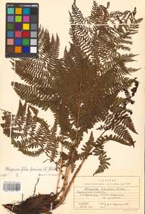 Athyrium filix-femina (L.) Roth, Siberia, Russian Far East (S6) (Russia)