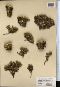 Thylacospermum caespitosum (Cambess.) Schischk., Middle Asia, Northern & Central Tian Shan (M4) (Kyrgyzstan)