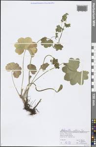 Alchemilla altaica Juz., Eastern Europe, Northern region (E1) (Russia)