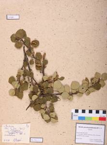 Betula fruticosa Pall., Siberia, Altai & Sayany Mountains (S2) (Russia)