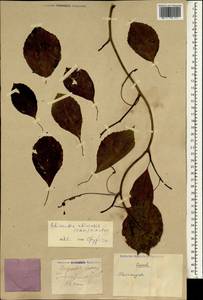 Schisandra chinensis (Turcz.) Baill., South Asia, South Asia (Asia outside ex-Soviet states and Mongolia) (ASIA) (China)