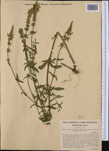 Stachys recta L., Western Europe (EUR) (Hungary)