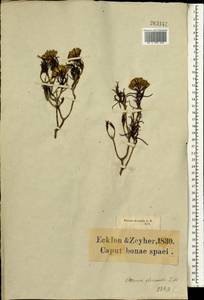 Pteronia flexicaulis L.f., Africa (AFR) (South Africa)