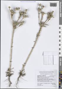 Asteriscus aquaticus (L.) Less., Western Europe (EUR) (Spain)