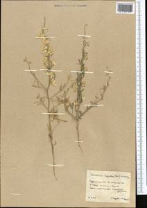 Delphinium rugulosum Boiss., Middle Asia, Karakum (M6) (Turkmenistan)