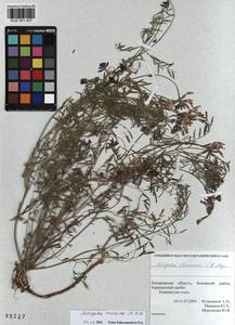 KUZ 001 437, Astragalus ceratoides M. Bieb., Siberia, Altai & Sayany Mountains (S2) (Russia)