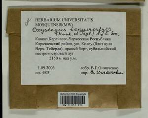 Chionoloma tenuirostre (Hook. & Taylor) M. Alonso, M.J. Cano & J.A. Jiménez, Bryophytes, Bryophytes - North Caucasus & Ciscaucasia (B12) (Russia)