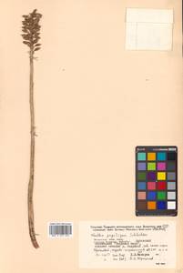Neottia papilligera Schltr., Siberia, Russian Far East (S6) (Russia)