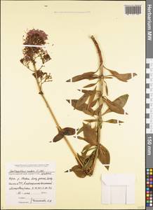 Centranthus ruber (L.) DC., Caucasus, Black Sea Shore (from Novorossiysk to Adler) (K3) (Russia)