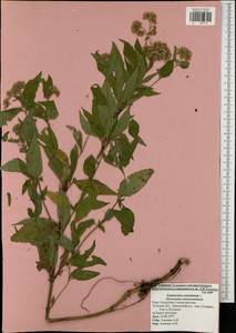 Eupatorium cannabinum L., Eastern Europe, Central region (E4) (Russia)