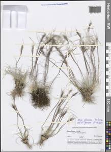 Stipa glareosa P.A.Smirn., Siberia, Altai & Sayany Mountains (S2) (Russia)