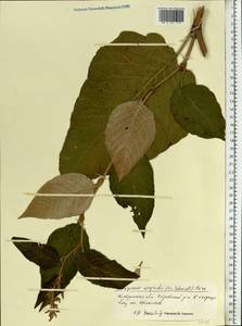 Koenigia weyrichii (F. Schmidt) T. M. Schust. & Reveal, Eastern Europe, Central forest region (E5) (Russia)