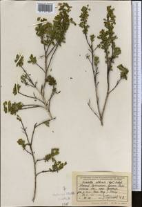 Wikstroemia alberti (Regel) Mottet, Middle Asia, Pamir & Pamiro-Alai (M2) (Uzbekistan)