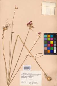 Allium vineale L., Eastern Europe, West Ukrainian region (E13) (Ukraine)