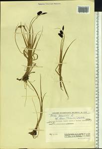Carex saxatilis L., Siberia, Chukotka & Kamchatka (S7) (Russia)