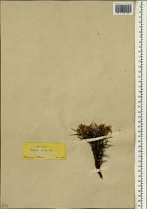 Onobrychis cornuta (L.)Desv., South Asia, South Asia (Asia outside ex-Soviet states and Mongolia) (ASIA) (Turkey)