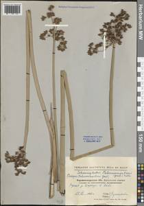 Schoenoplectus tabernaemontani (C.C.Gmel.) Palla, Eastern Europe, North Ukrainian region (E11) (Ukraine)