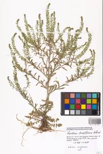 Lepidium densiflorum Schrad., Eastern Europe, Moscow region (E4a) (Russia)