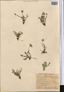 Taraxacum bessarabicum (Hornem.) Hand.-Mazz., Middle Asia, Western Tian Shan & Karatau (M3) (Kyrgyzstan)