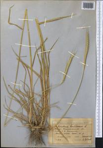 Hordeum bulbosum L., Middle Asia, Western Tian Shan & Karatau (M3) (Kazakhstan)