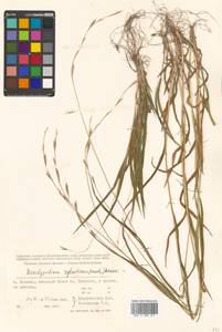 Brachypodium sylvaticum (Huds.) P.Beauv., Siberia, Russian Far East (S6) (Russia)