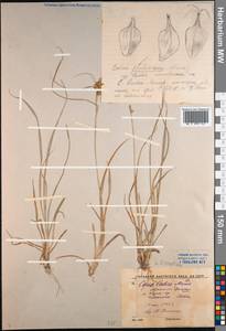 Carex oederi var. oederi, Middle Asia, Western Tian Shan & Karatau (M3) (Kyrgyzstan)