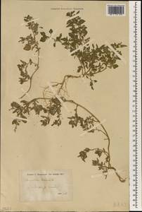 Chenopodium vulvaria L., South Asia, South Asia (Asia outside ex-Soviet states and Mongolia) (ASIA) (Iran)