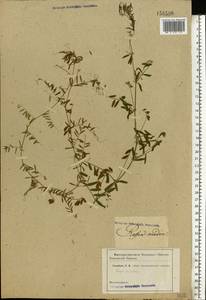 Vicia hirsuta (L.) Gray, Eastern Europe, Lower Volga region (E9) (Russia)