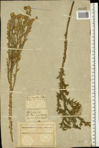 Carduus acanthoides L., Eastern Europe, South Ukrainian region (E12) (Ukraine)