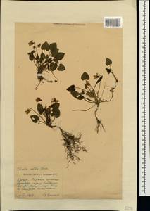 Viola alba subsp. dehnhardtii (Ten.) W. Becker, Crimea (KRYM) (Russia)