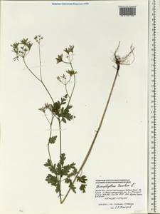 Chaerophyllum temulum L., Eastern Europe, Moscow region (E4a) (Russia)