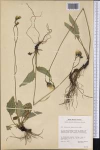 Hieracium murorum subsp. murorum, America (AMER) (Greenland)