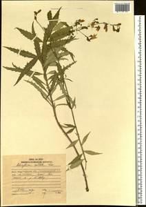 Adenophora sublata Kom., Siberia, Russian Far East (S6) (Russia)