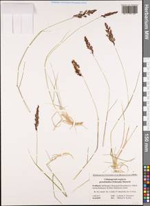 Calamagrostis stricta (Timm) Koeler, Western Europe (EUR) (Svalbard and Jan Mayen)
