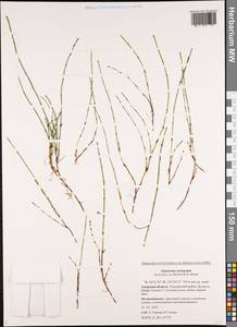 Equisetum variegatum Schleich. ex F. Weber & D. Mohr, Siberia, Russian Far East (S6) (Russia)